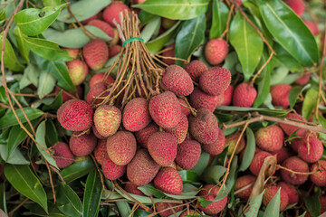 Ripe lychee fruits at fruit garden.