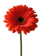 red gerber daisy flower on transparent background