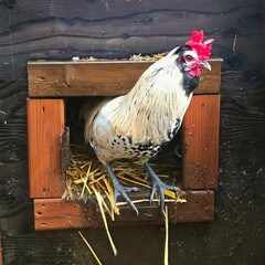 Handsome rooster framed in a wooden coop entrance. © Steam Cone Story