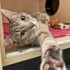 Gray Tabby Cat Reaching From Kennel With Bright Eyes..