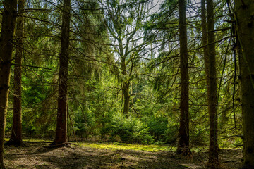 Obraz premium trees in the forest