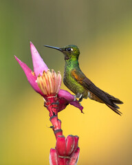 The Brazilian ruby (Heliodoxa rubricauda) is a species of hummingbird in the "brilliants", tribe Heliantheini in subfamily Lesbiinae. It is endemic to Brazil.