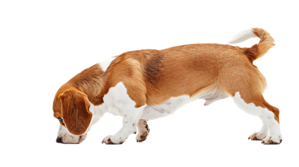 Beagle sniffing forward, tail up, isolated on a white background