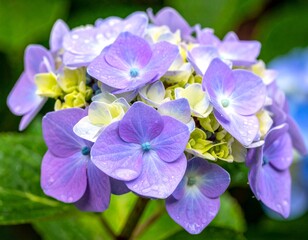 Obraz premium 雨露に濡れた美しいアジサイの花