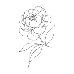 Delicate and elegant continuous line drawing of a blossoming peony flower with detailed petals and leaves on a white background. © SandhaRani