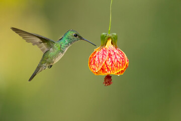 The versicoloured emerald (Chrysuronia versicolor) is a species of hummingbird from central and eastern South America. 