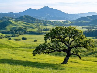 Rolling hills, lone oak, sunrise view