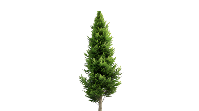 Cypress tree tall and narrow, isolated on a white background