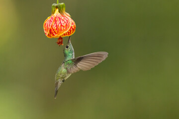 The versicoloured emerald (Chrysuronia versicolor) is a species of hummingbird from central and eastern South America. 