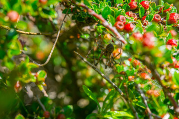Spider weaving web among green foliage.