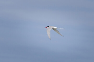 Arctic tern, Sterna Paradisaea in the air along the Baltic Sea. Close up.