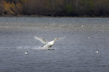 mute swan cygnus olor on the sea