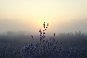 Lavender field bathed in morning mist and sunrise, peaceful and serene.
