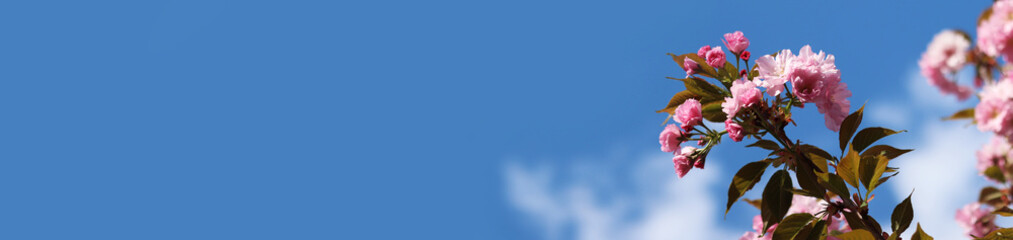 Sakura in full bloom against the sky. Beautiful pink sakura flowers. Flowers close-up. Spring background. Blossoming sakura in the park. Banner with copy space