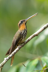 The saw-billed hermit (Ramphodon naevius) is a hummingbird in the family Trochilidae. It is endemic to Brazil