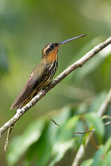 The saw-billed hermit (Ramphodon naevius) is a hummingbird in the family Trochilidae. It is endemic to Brazil
