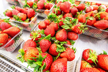 Vivid colorful freshly picked strawberries in plastic containers at the fruit market