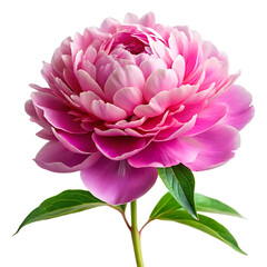 peony flower image isolated on white