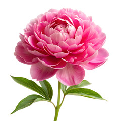 peony flower image isolated on white