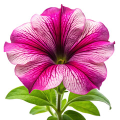 petunia flower image isolated on white