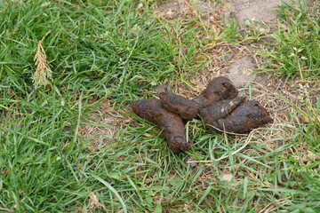 Pile of dog excrement in grass. Stepping carefully to avoid an unpleasant surprise on a sunny day.