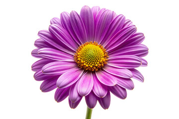 Obraz premium purple daisy image isolated on white background