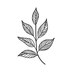 Botanical Leaf. Hand-drawn botanical leaf illustration with elegant line details, perfect for minimalistic nature-themed designs, tattoos, or herbal packaging.