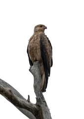  Juvenile White-bellied Sea-Eagle, Icthyophaga leucogaster, transparent background.