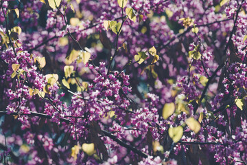 Branches of Eastern Redbud tree Cercis canadensis filled with clusters of vibrant pink blossom