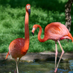 Pink flamingo stands against green grass, sunny day
