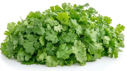 Fototapeta premium Fresh cilantro bunch isolated on white. (6)