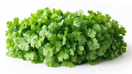 Obraz premium Fresh cilantro bunch isolated on white. (10)