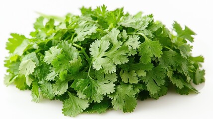 Fototapeta premium Fresh cilantro bunch isolated on white. (12)