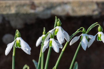 Close up of Alison Hilary snowdrops