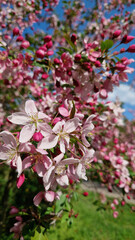 Beautiful pink flowers of ornamental apple tree. Flowers close-up. Spring background. Blooming apple tree in the park. Peaceful nature background. Apple tree in full bloom