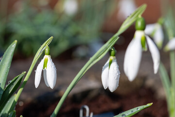 Close up of Sally Pasmore snowdrops (galanthus plicatus)