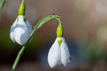 Close up of a galanthus erway snowdrop flower