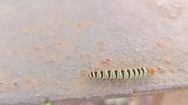 This caterpillar has hair all over its body, and feels itchy if it comes into contact with human skin.