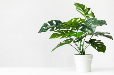 Monstera plant in white pot over light wall with copy space