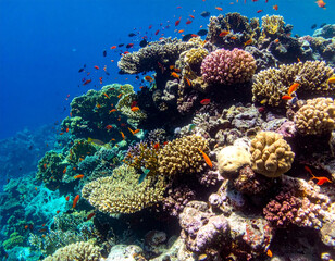 Fototapeta premium Colorful coral reefs teeming with vibrant fish and marine life, highlighting the underwater biodiversity of the Maldivian archipelago.