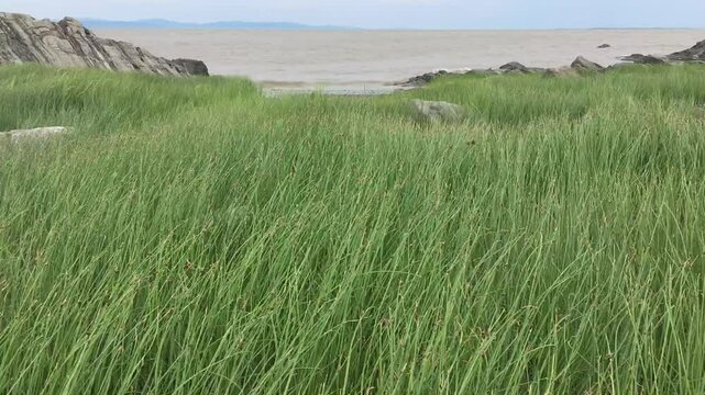 Windswept seaside landscape of tall grasses - Paysage d'herbes hautes en bord de mer balay&eacute; par les vents