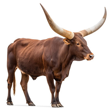 Ankole watusi cattle isolated on transparent background