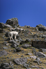 A llama walking on the Ausangate mountain in the Peruvian Andes
