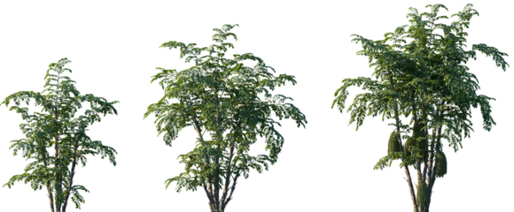 Set of Caryota mitis (known as the clustering fishtail palm or fishtail palm) frontal palms set isolated png on a transparent background perfectly cutout