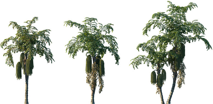 Set of Caryota mitis (known as the clustering fishtail palm or fishtail palm) frontal palms set isolated png on a transparent background perfectly cutout