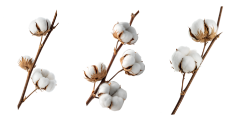 Pristine white cotton bolls the branch is long and straight isolated on transparent background