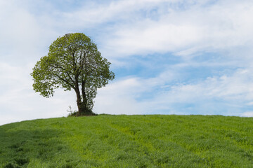 Albero solitario