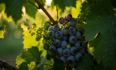 Sun-Kissed Grapes Hanging from the Vine


