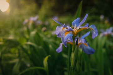 Prairie Iris blooms along a Georgia roadside. The sun rises in the background. 
