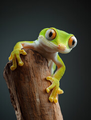 Curious gecko holding onto a branch and looking at camera